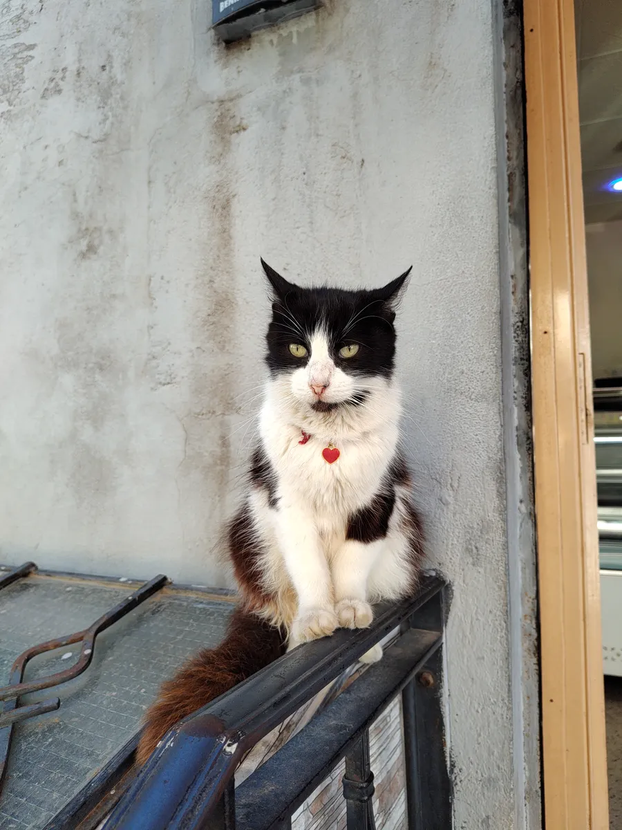 Photograph of a cat